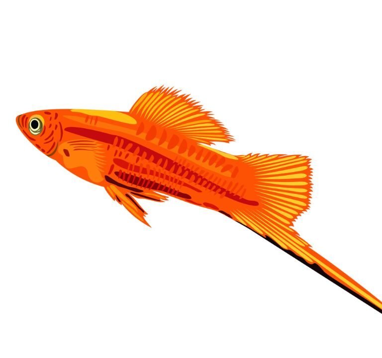 Swordtail Fish