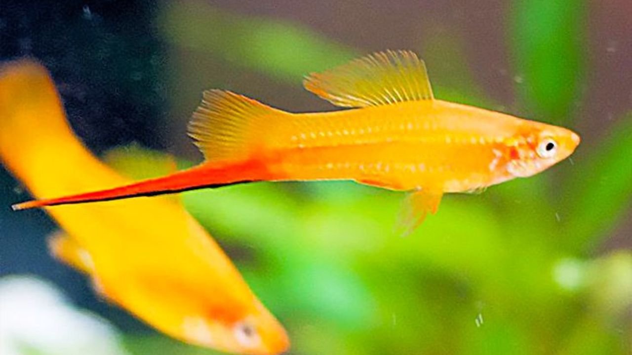 Swordtail Fish Habits