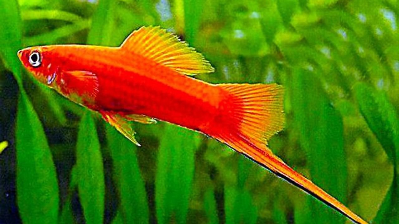 Swordtail Fish care