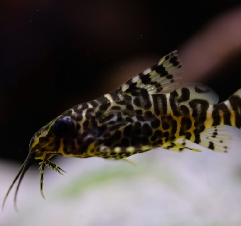 Synodontis Catfish