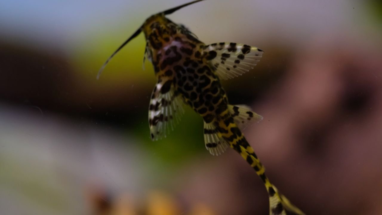 Synodontis Catfish Care Guide