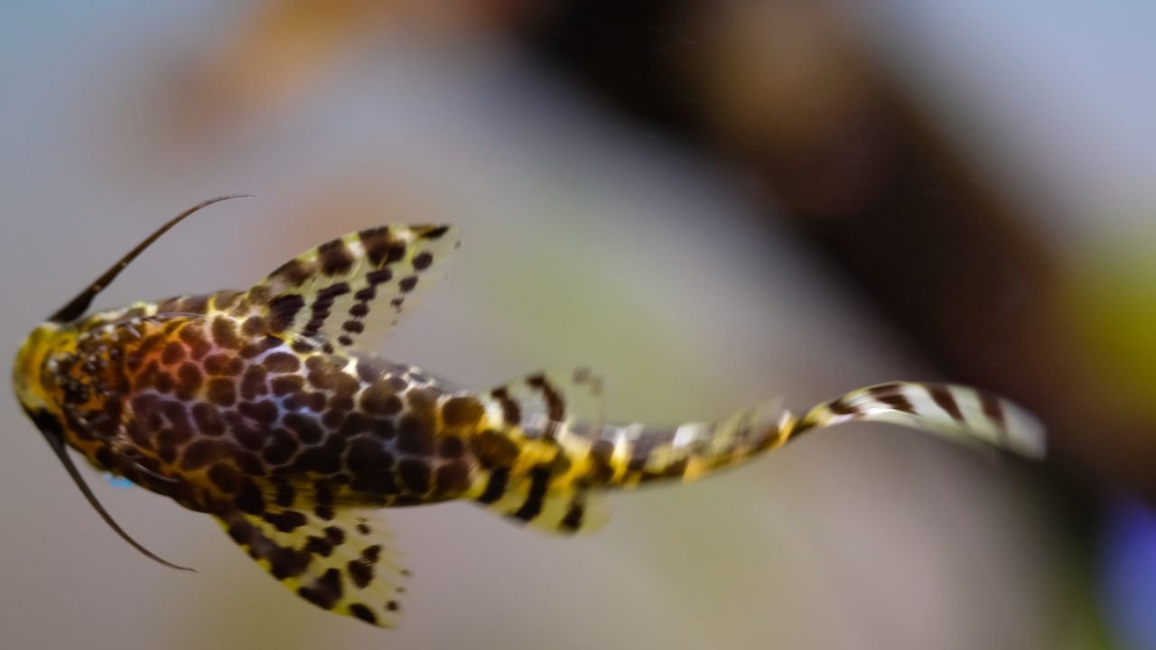 Synodontis Catfish care