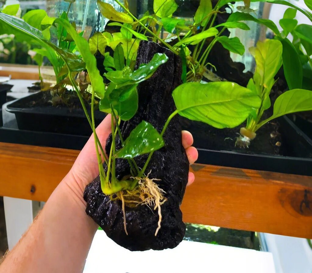 Anubias