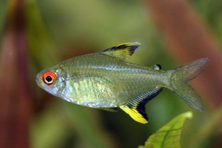 Are Lemon Tetras Aggressive
