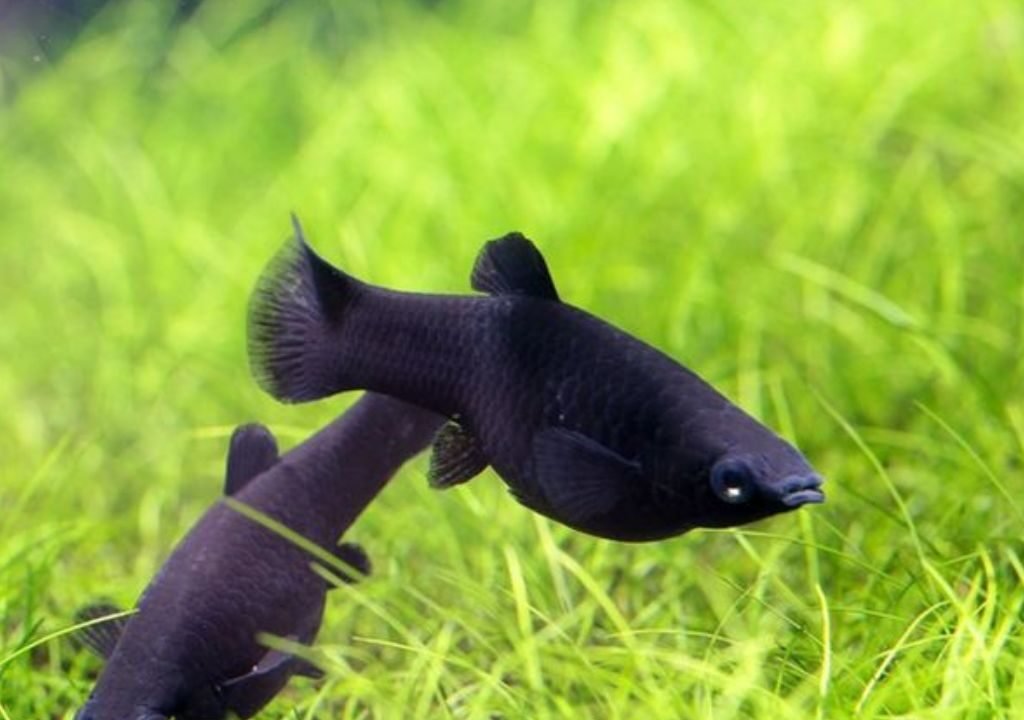 Black Molly