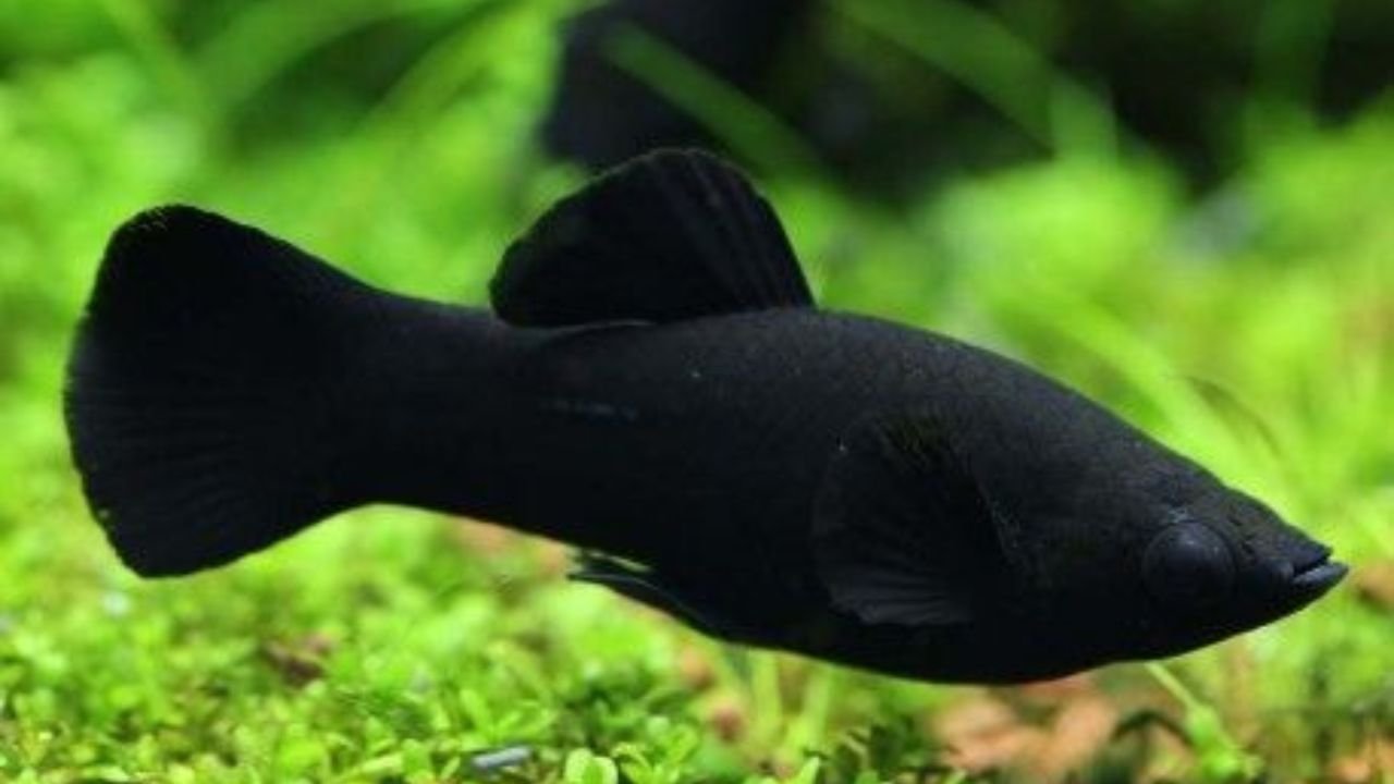 Black Molly Fish