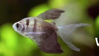 Black Skirt Tetras