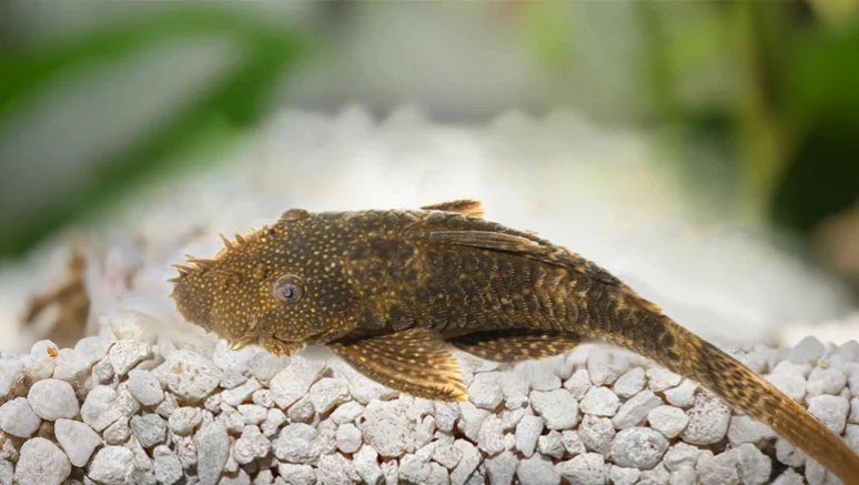 Bristlenose Plecos
