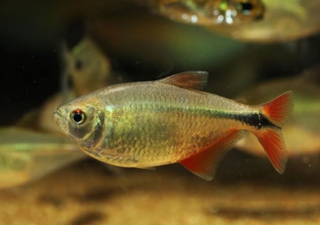 Buenos Aires Tetra