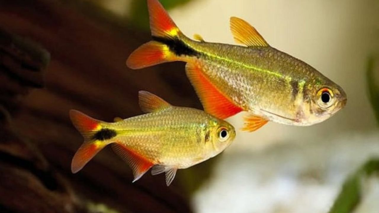 Buenos Aires Tetra Care Guide