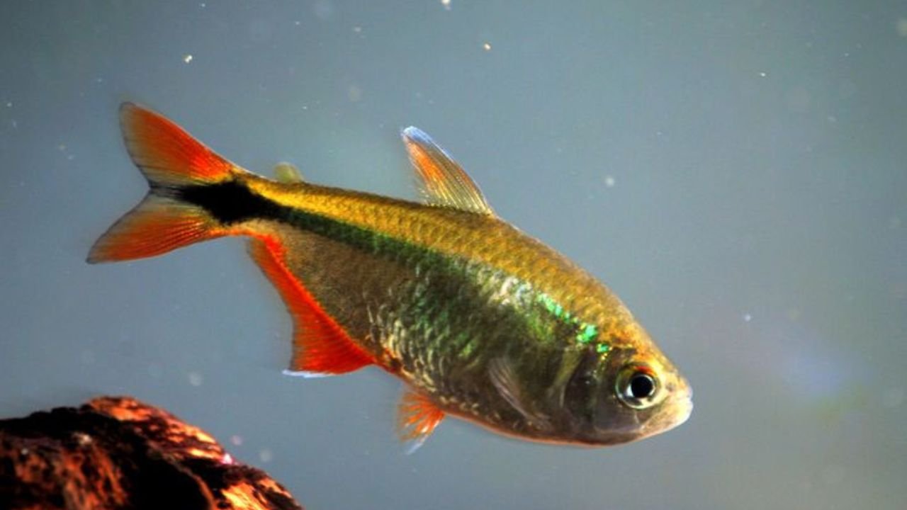 Buenos Aires Tetra Care