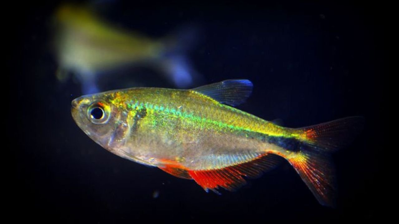 Buenos Aires Tetra Fish Care