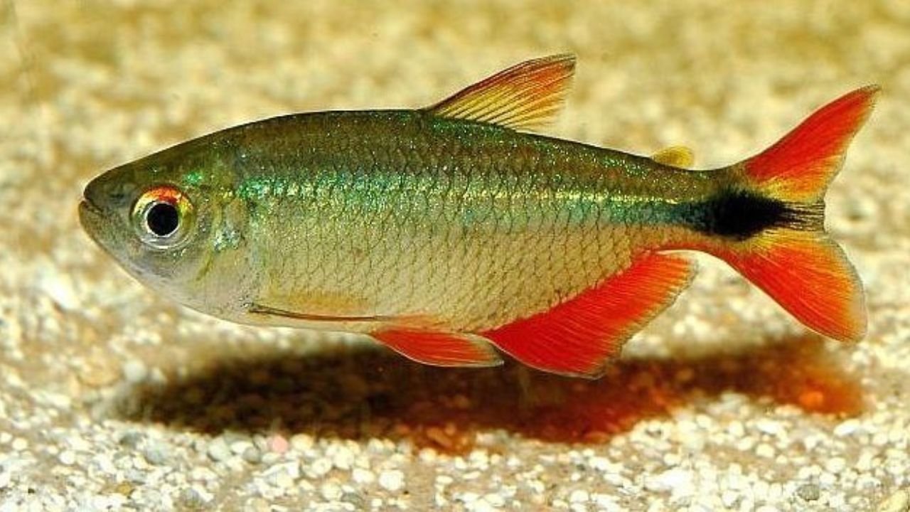Buenos Aires Tetra Fish