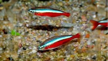 Cardinal Tetras