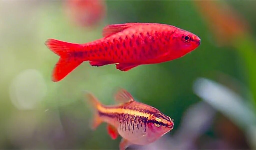 Cherry Barbs
