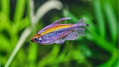 Congo Tetras