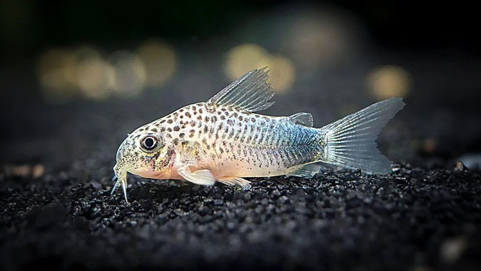Corydoras