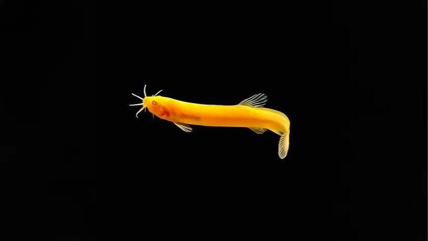 Dojo Loaches