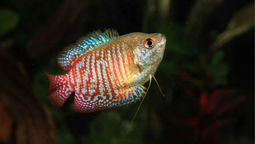 Dwarf Gouramis