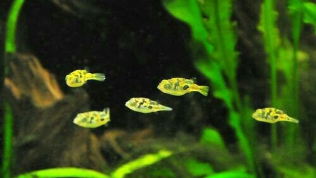 Dwarf Pufferfish Care