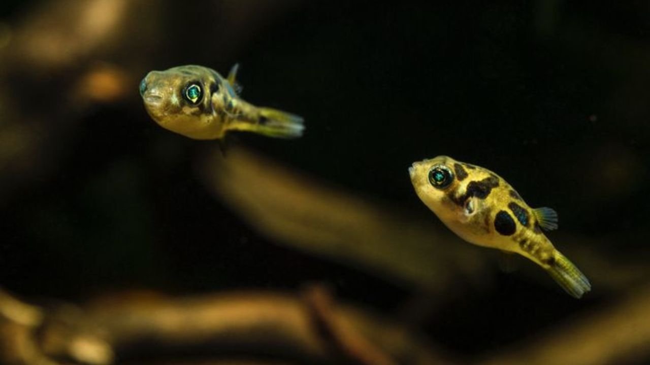 Dwarf Pufferfish Tank Mates