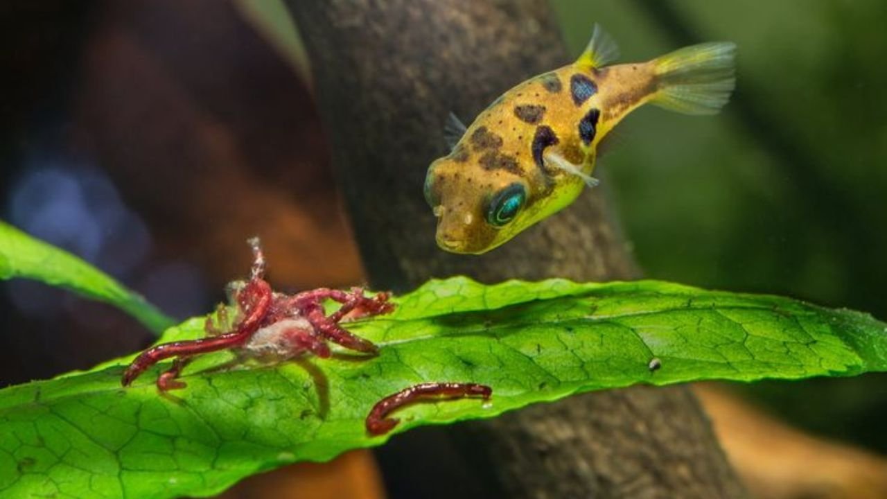Dwarf Pufferfish