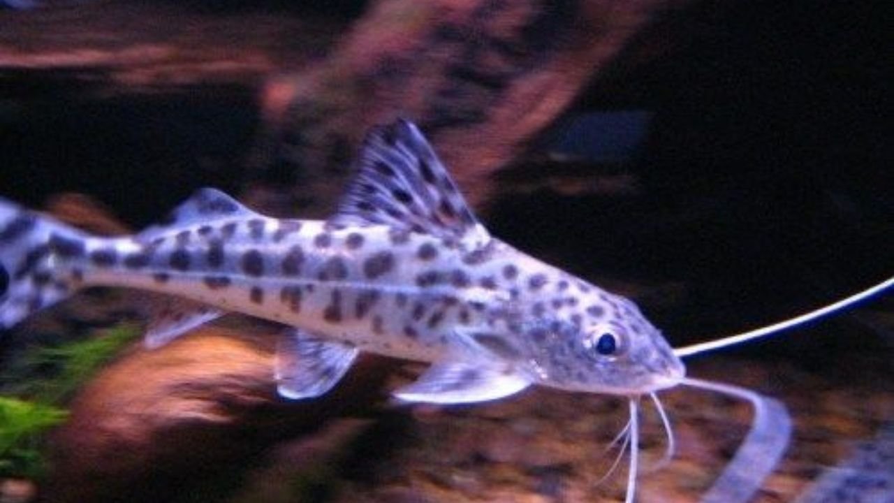 Feeding Pictus Catfish