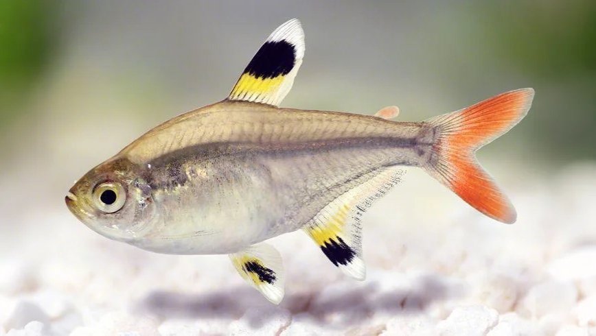 Fish Tank Mates