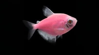GloFish Tetras and Danios