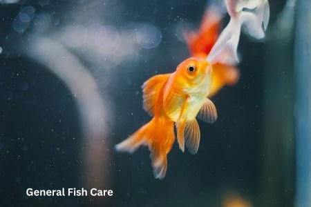 Goldfish Care Made Easy