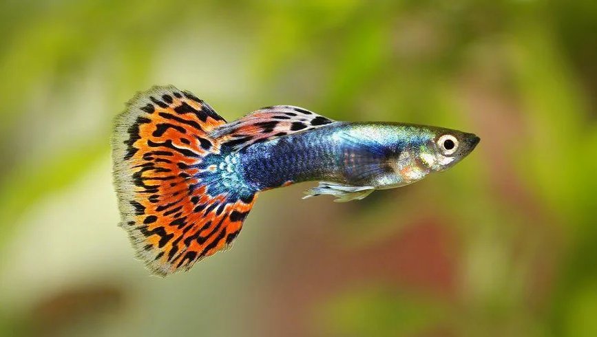 Guppies