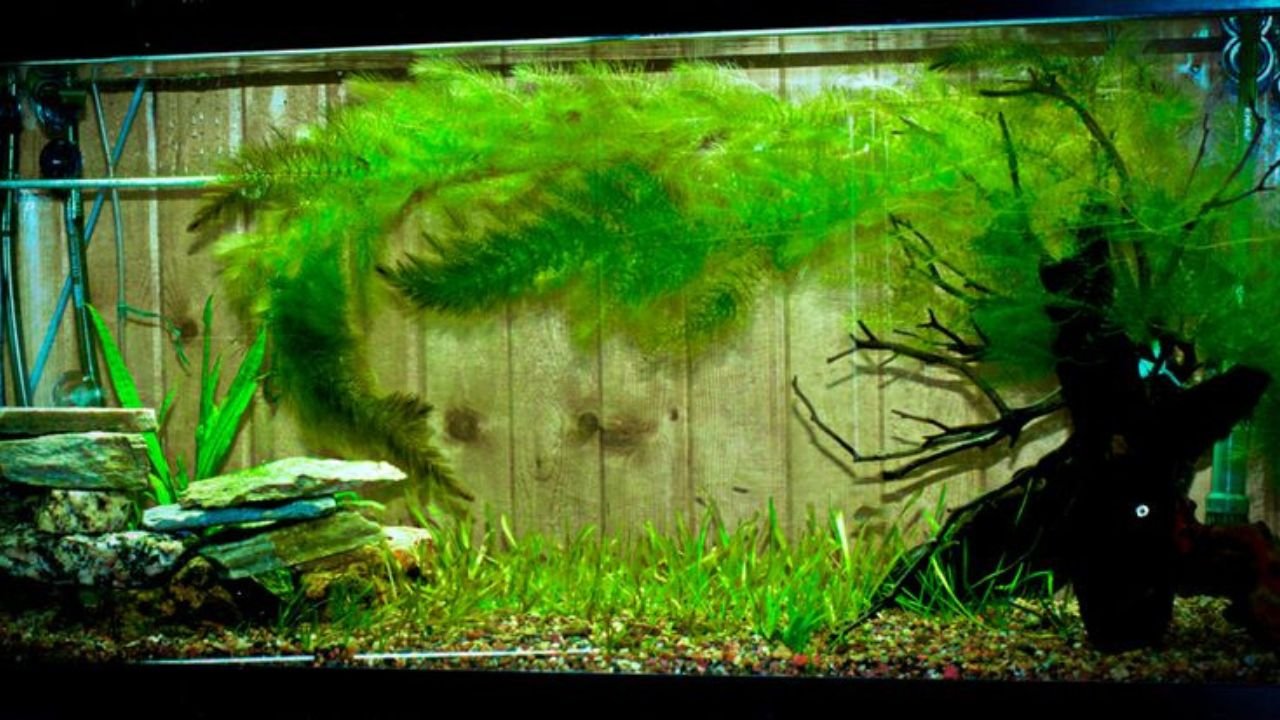 Hornwort