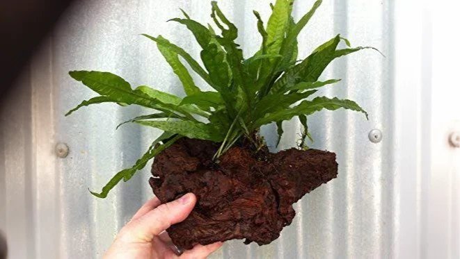 Java Fern