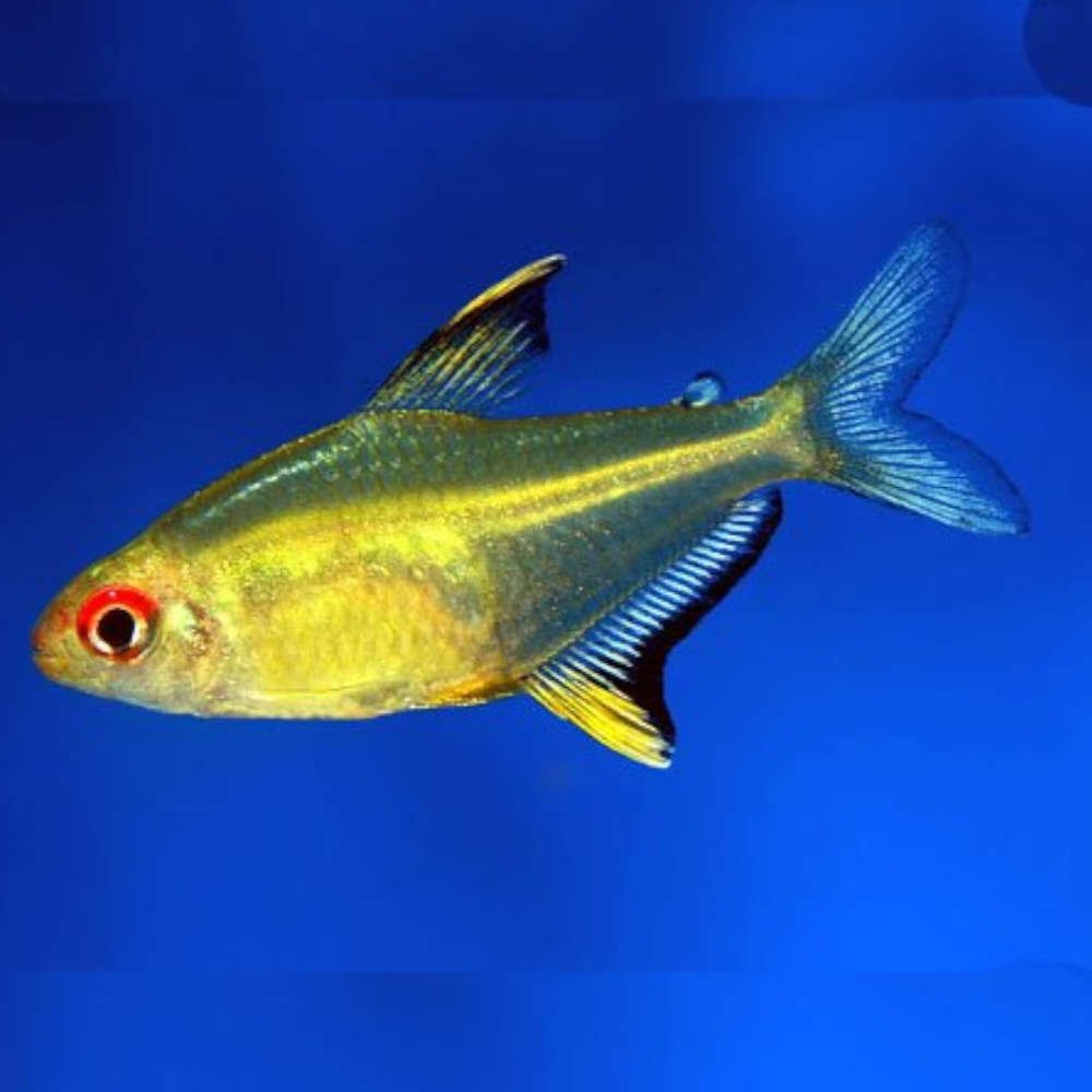 Lemon Tetra