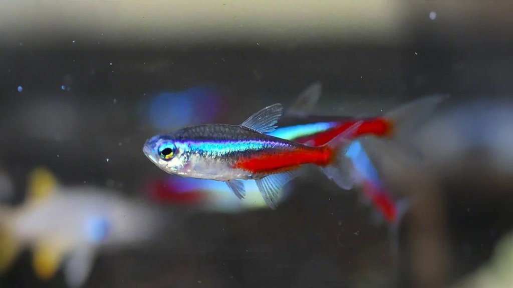 Neon Tetras