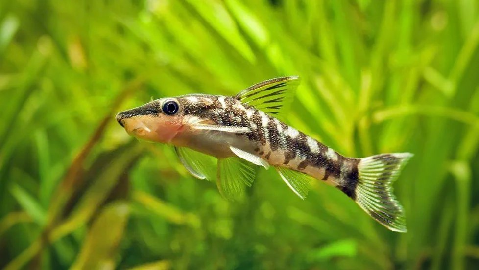 Otocinclus Catfish