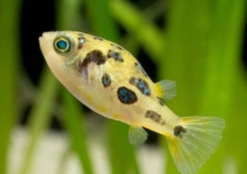 Dwarf Pufferfish