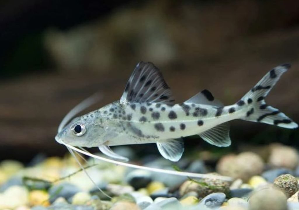 Pictus Catfish
