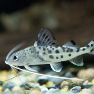 Pictus Catfish