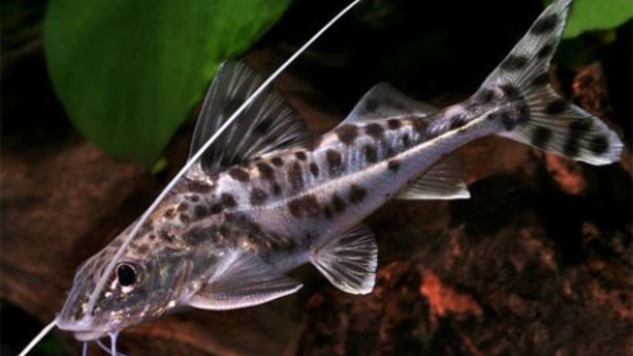 Pictus Catfish Fish care