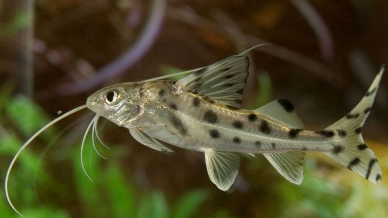 Pictus Catfish Lifespan