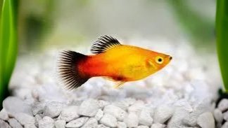Platies