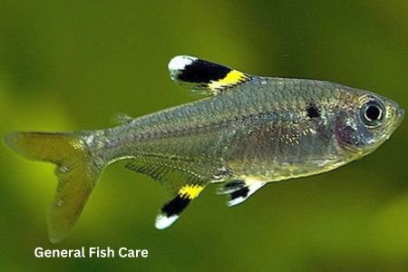 Pristella Tetra Care Guide