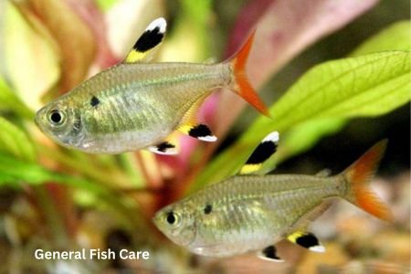 Pristella Tetra