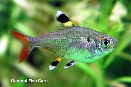 Pristella Tetras