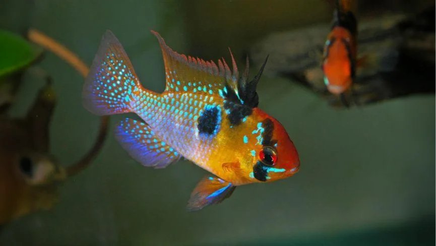 Ram Cichlids