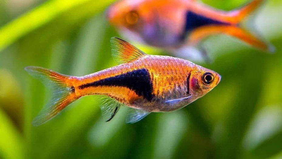 Rasboras