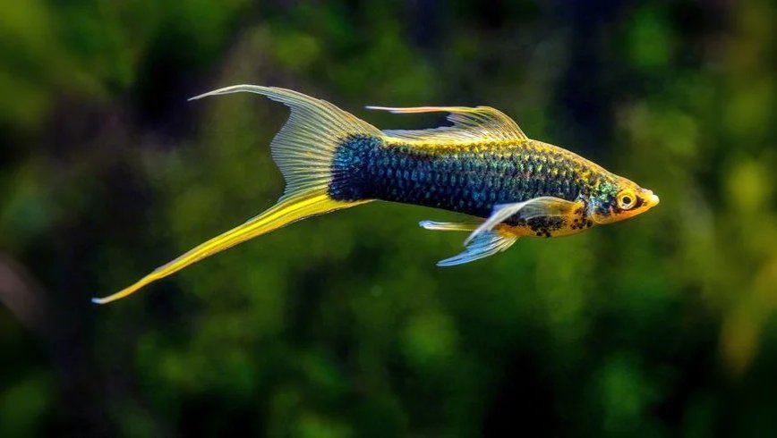 Swordtails