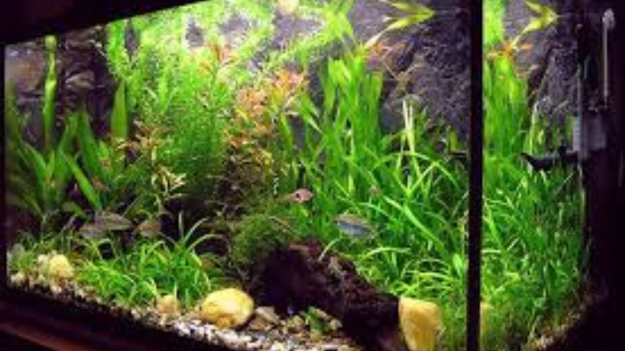 Easy Floating Plants