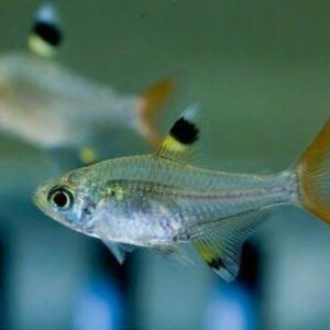 Pristella Tetra